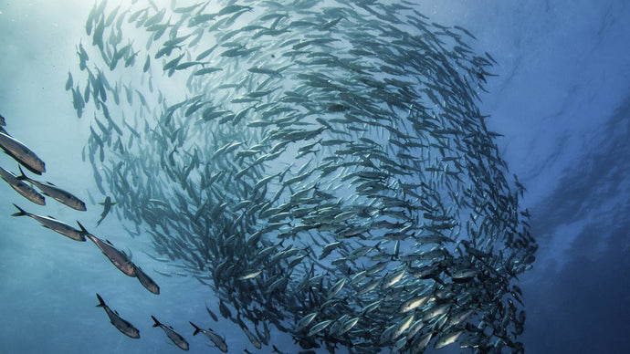 What is sustainable seafood?