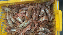 Load image into Gallery viewer, Ocean Run Fresh - BC Spot Prawns - Whole