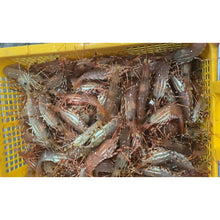 Load image into Gallery viewer, Ocean Run Fresh - BC Spot Prawns - Whole