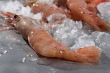 Load image into Gallery viewer, Ocean Run Fresh - BC Spot Prawns - Whole/Tails