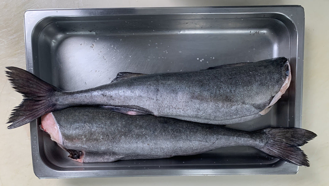Fresh Wild Whole Sablefish/Black Cod - H&G
