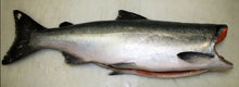 Load image into Gallery viewer, Fresh Wild Whole Salmon H&G - Coho