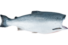 Load image into Gallery viewer, Fresh Wild Whole Salmon H&G - (Coho-Sockeye-Spring)