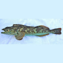 Load image into Gallery viewer, Whole fresh Lingcod with mottled green-brown spots and open mouth on white fabric