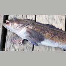Load image into Gallery viewer, Fresh Lingcod