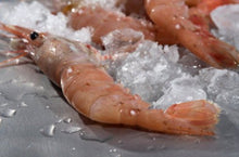 Load image into Gallery viewer, Frozen BC Spot Prawns - Whole