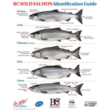 Load image into Gallery viewer, BC Wild Salmon Identification Guide