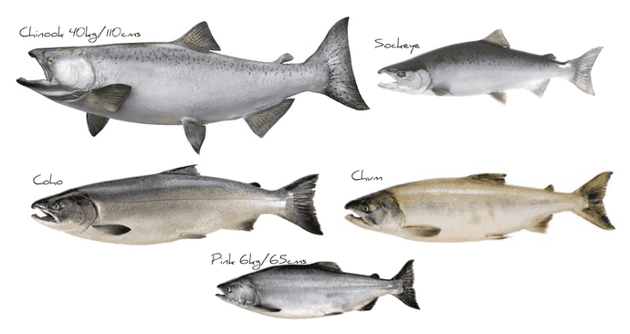5 Different Wild BC Salmon Species