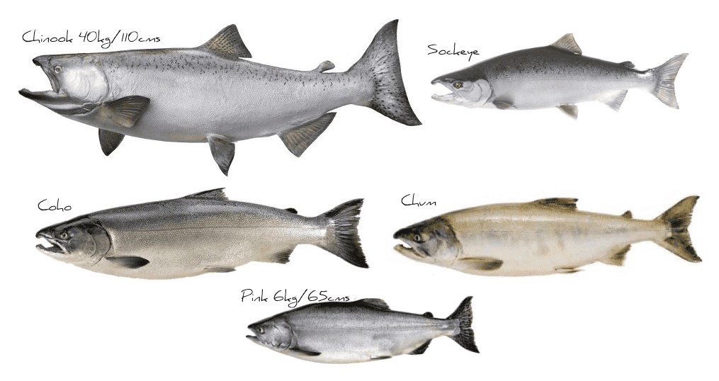 5 Different Wild BC Salmon Species – A Fish Company