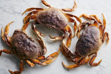 Load image into Gallery viewer, Frozen Whole Cooked Dungeness Crab - 30 Lbs
