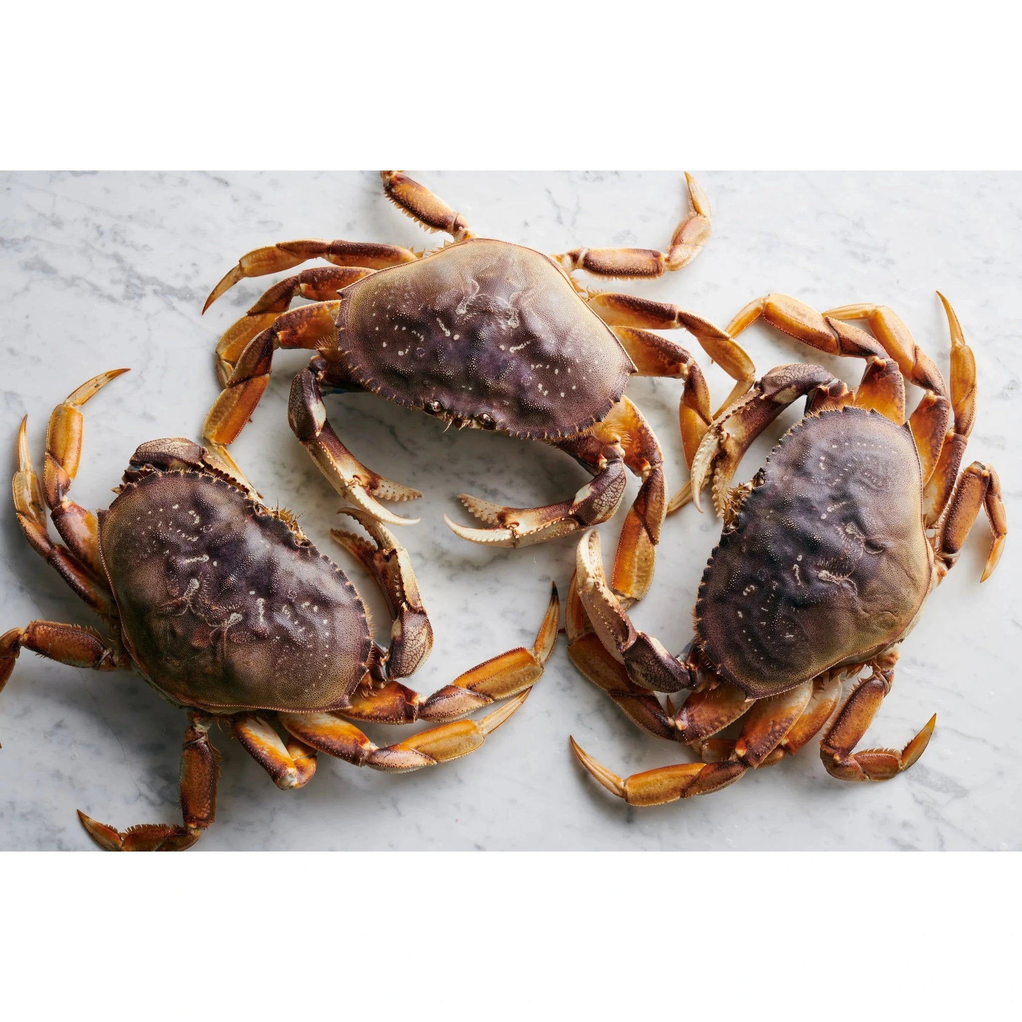 Frozen Whole Cooked Dungeness Crab