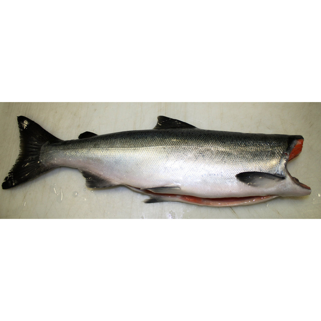 Fresh Wild Whole Salmon H&G - (Coho-Sockeye-Spring)