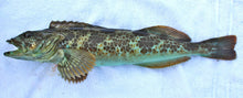 Load image into Gallery viewer, Fresh Wild Whole Ling Cod - H&amp;G
