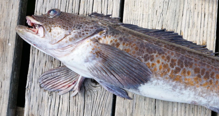 Fresh Wild Whole Lingcod - H&G – A Fish Company