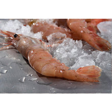 Load image into Gallery viewer, Ocean Run Fresh - 2023 BC Spot Prawns - Whole/Tails
